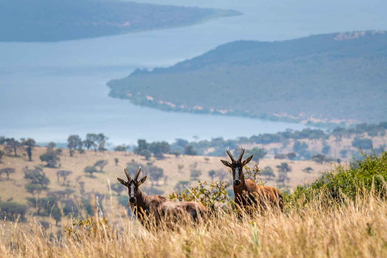 Magashi Camp: Leierantilopen