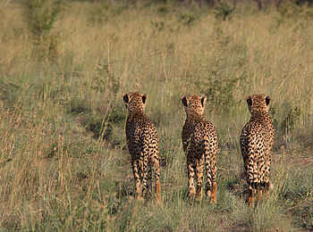 Makweti Safari Lodge: Drei Geparden auf der Pirsch
