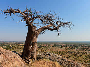 Mashatu Game Reserve: Rhodes Baobab