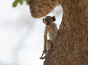 Nkonzi Bush Camp: Pavianbaby Nkonzi Bush Camp: Pavianbaby