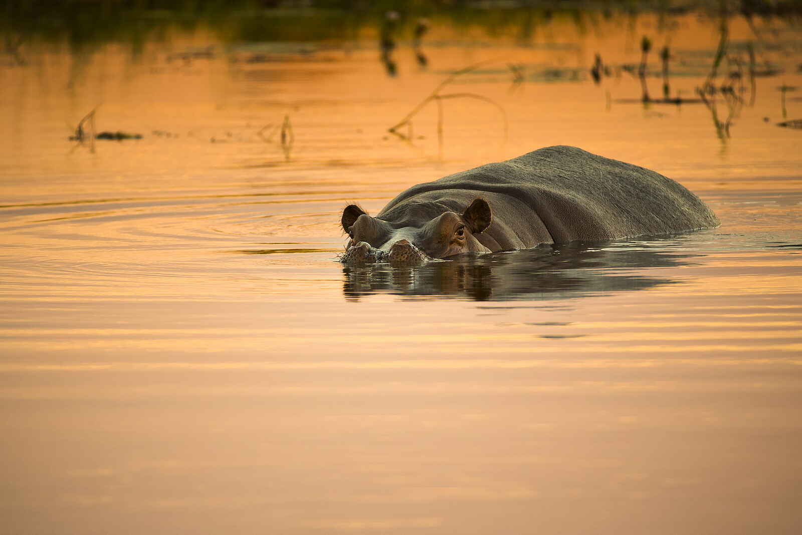 Qorokwe Camp: Nilpferd Qorokwe Camp: Nilpferd