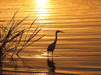 Ruzizi Tented Lodge: Ein Reiher bei Sonnenuntergang