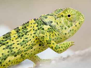 Safarihoek Lodge: Chamäleon Safarihoek Lodge: Chamäleon