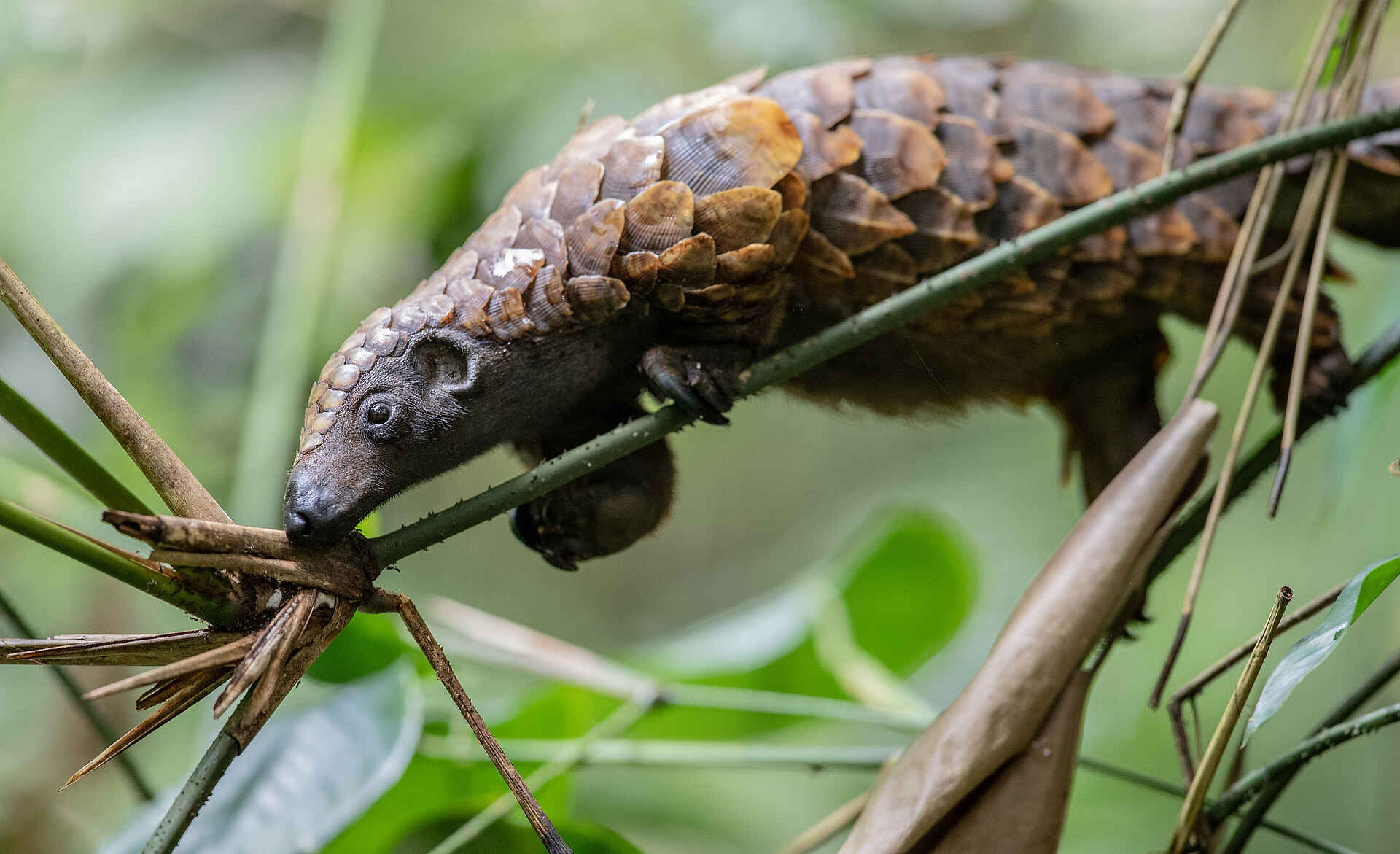 Sangha Lodge: Schuppentier auf Nahrungssuche