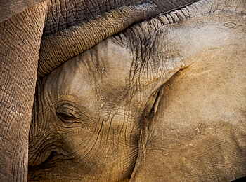 Selinda Camp: Elefantenjunges