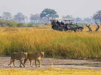 Selinda Camp: Löwenpaar