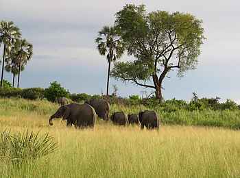 Amber River Camp: Elefantenherde Amber River Camp: Elefantenherde