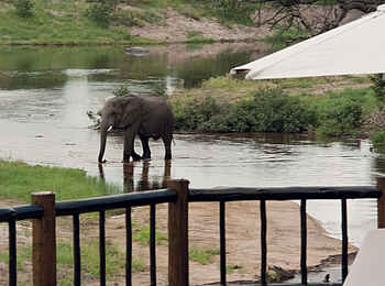 Belmond Savute Elephant Lodge: Elefant bei Baden