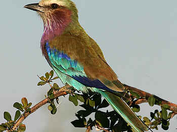 Camp Kalahari: Gabelracke