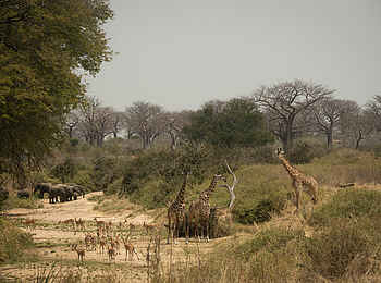 Charlie Ruaha Safari Camp: Elefanten und Giraffen