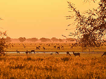 Chicari Camp: Landschaft im Morgenlicht Chicari Camp: Landschaft im Morgenlicht
