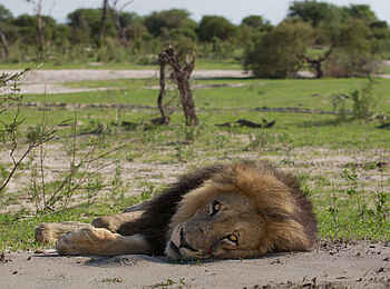 Chitabe Lediba: Liegender Löwe
