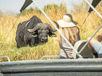 Chobe Savanna Lodge: Büffel