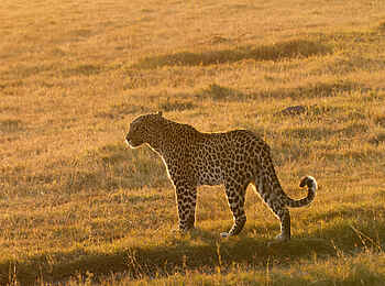 Fothergill Island Luxury Camp: Leopard unterwegs