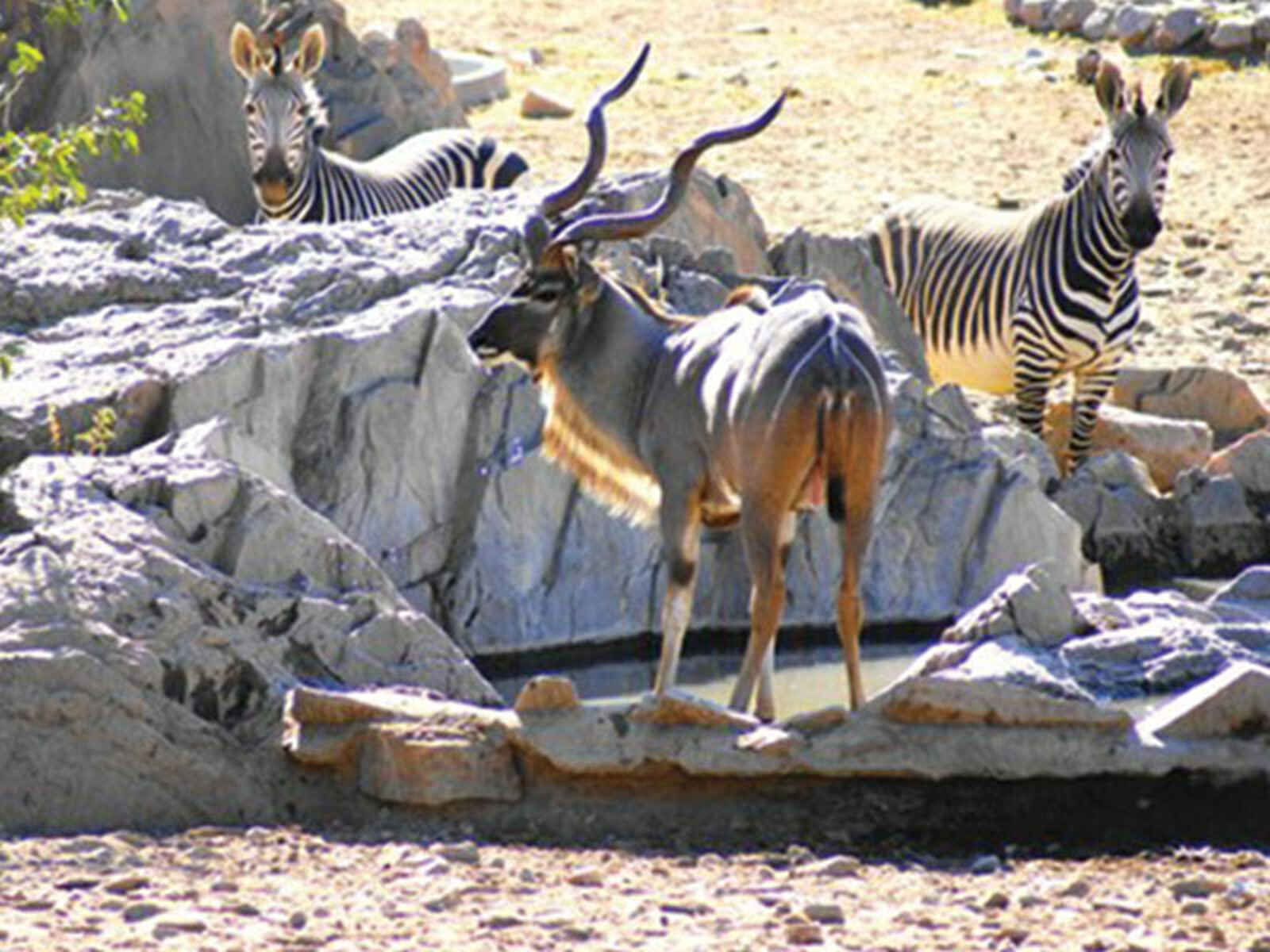 Hobatere Lodge: Kudu und Zebras Hobatere Lodge: Kudu und Zebras