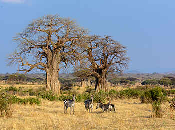 Jabali Ridge Camp: Zebras im Kontrast zur typischen Vegetation