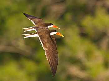 KaingU Safari Lodge: Afrikanische Scherenschnäbel