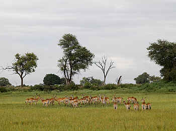 Kanana-Nyana-Camp: Auf Pirschfahrt