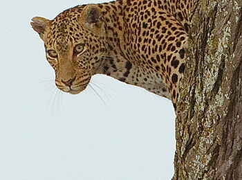 Kiota Camp: Leopard Kiota Camp: Leopard