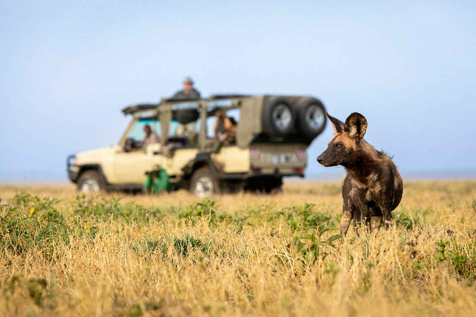 Kusini Serengeti Camp: Hyäne Kusini Serengeti Camp: Hyäne