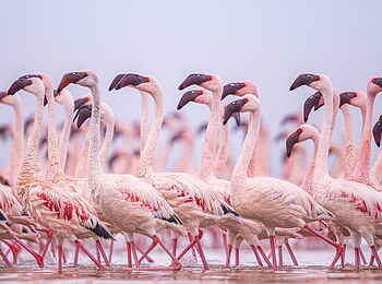 Loldia House: Flamingos