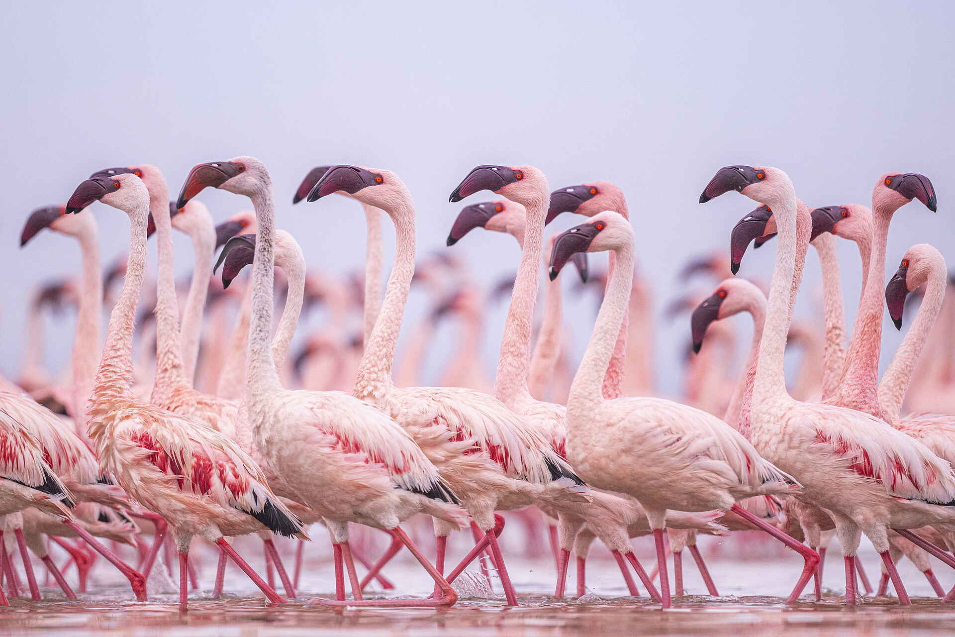 Loldia House: Flamingos Loldia House: Flamingos
