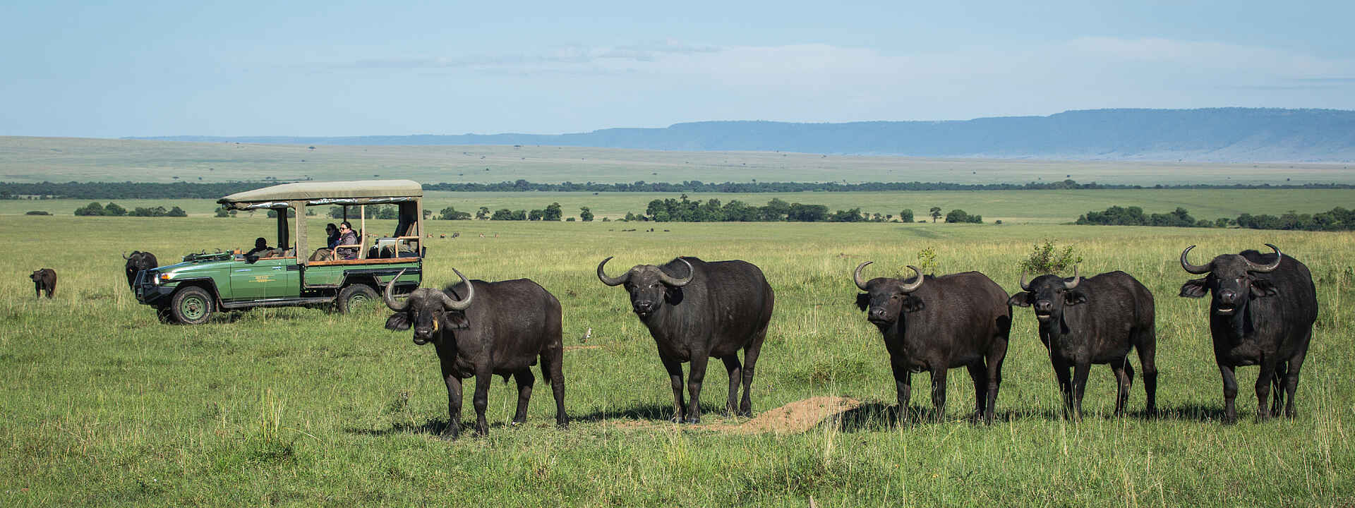 Büffelherde in der Nähe des Mara Plains Camps