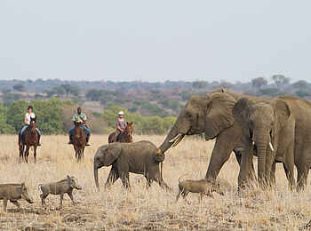 Mashatu Lodge: Elefanten Begegnung bei einer Reitsafari Mashatu Lodge: Elefanten Begegnung bei einer Reitsafari