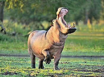 Mt Gorongosa Community Camp: Ein Nilpferd Mt Gorongosa Community Camp: Ein Nilpferd