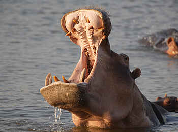 Nanzhila Plains Safari Camp: Nilpferdrachen Nanzhila Plains Safari Camp: Nilpferdrachen