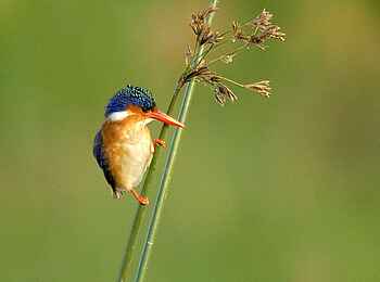 Norman Carr Safaris: Haubenzwergfischer