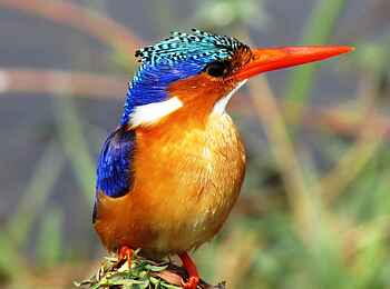 Norman Carr Safaris: Malachite Kingfisher
