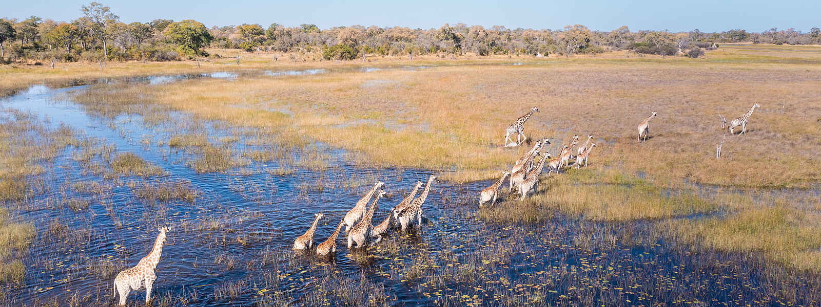 Okavango Explorers Camp: Giraffen aus der Vogelperspektive Okavango Explorers Camp: Giraffen aus der Vogelperspektive