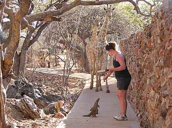 Okutala Lodge: Gast füttert Streifenmanguste Okutala Lodge: Gast füttert Streifenmanguste