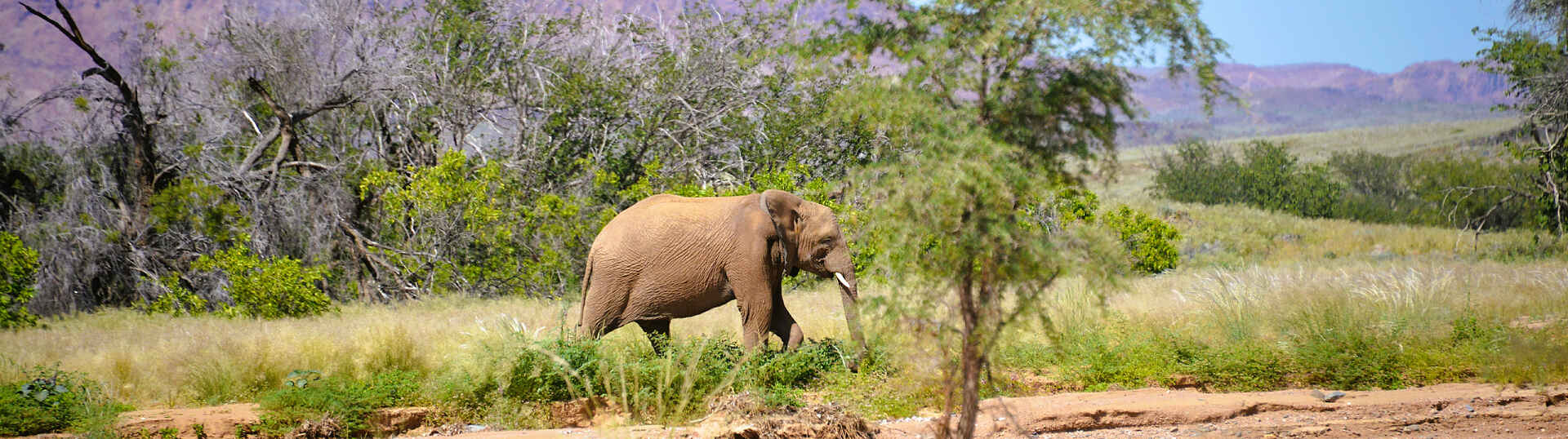 Onduli Ridge Camp: Elefantenbeobachtung Elefantenbeobachtung im Damaraland