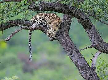 Sabi Sabi Earth Lodge: Leopard im Baum Sabi Sabi Earth Lodge: Leopard im Baum