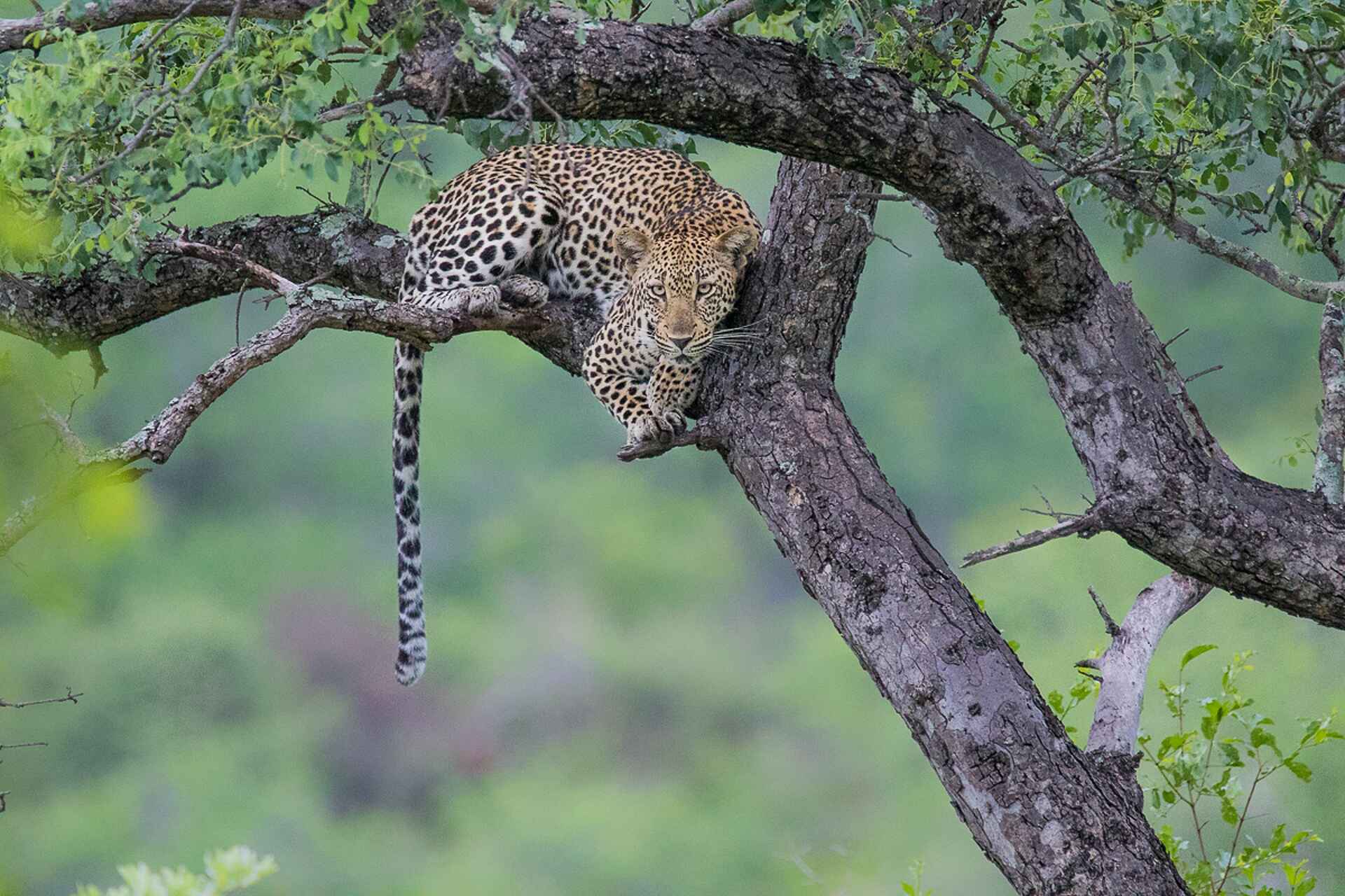 Sabi Sabi Earth Lodge: Leopard im Baum
