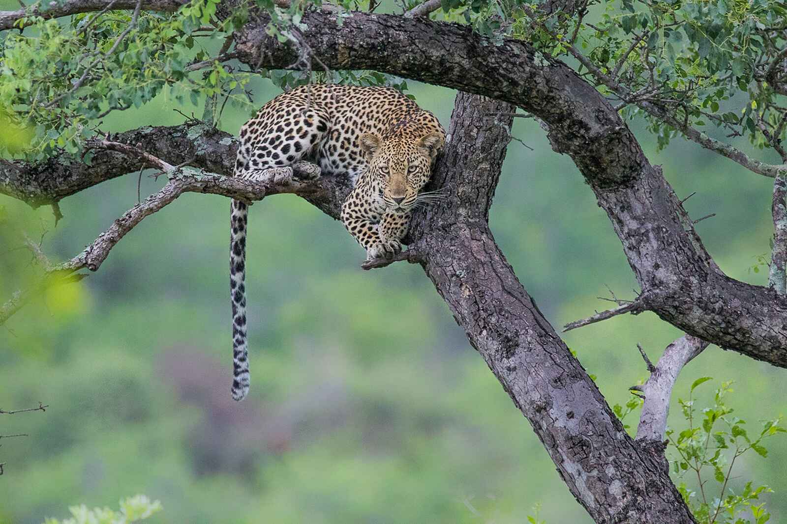 Sabi Sabi Earth Lodge: Leopard im Baum Sabi Sabi Earth Lodge: Leopard im Baum