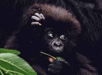 Sambora Kinigi Lodge: Gorillababy beim Essen