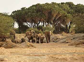 Saruni Rhino: Zum Wasserloch Saruni Rhino: Zum Wasserloch