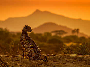 Soroi Larsens Camp: Ein Gepard Soroi Larsens Camp: Ein Gepard