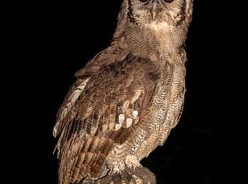 Tintswalo Safari Lodge: Eine Eule auf Nachtpirsch