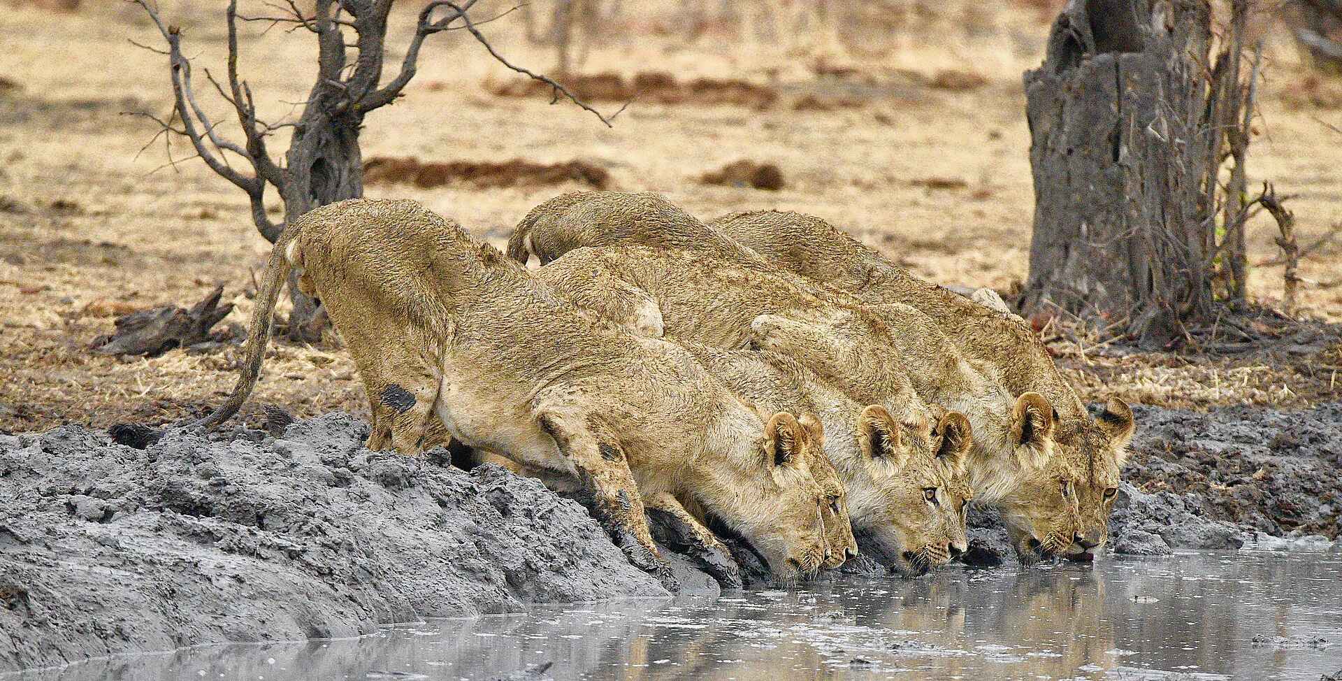 Camp Kuzuma, Hideaways, Kazuma Forest Reserve, Game Drive, Löwen, Tiere, Wasserloch, Afrikarma, Afrikarma Safaris, Afrikarma Safaris - Wildnis. Hautnah., Afrikarma.de