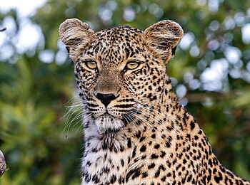 Inyati Game Lodge: Lauernder Leopard