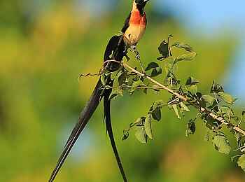 Kavinga Safari Camp: Long-tailed Paradise Wydah Kavinga Safari Camp: Long-tailed Paradise Wydah