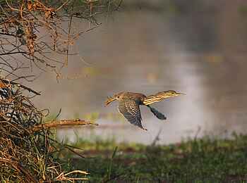 Mapazi Camp: Green-headed Heron
