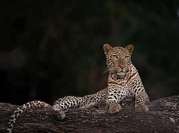Nkonzi Bush Camp: Ruhender Leopard Nkonzi Bush Camp: Ruhender Leopard