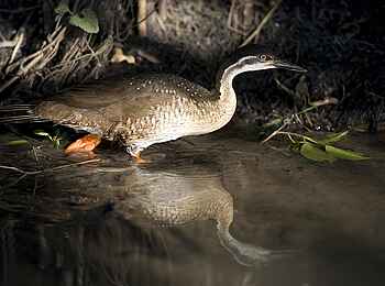 Ntemwa Busanga Bushcamp: African Finfoot