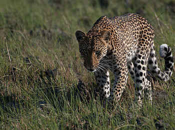Ntemwa Busanga Bushcamp: Leopard im Gras