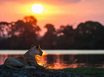 Ntemwa Busanga Bushcamp: Löwendame vor der untergehenden Sonne